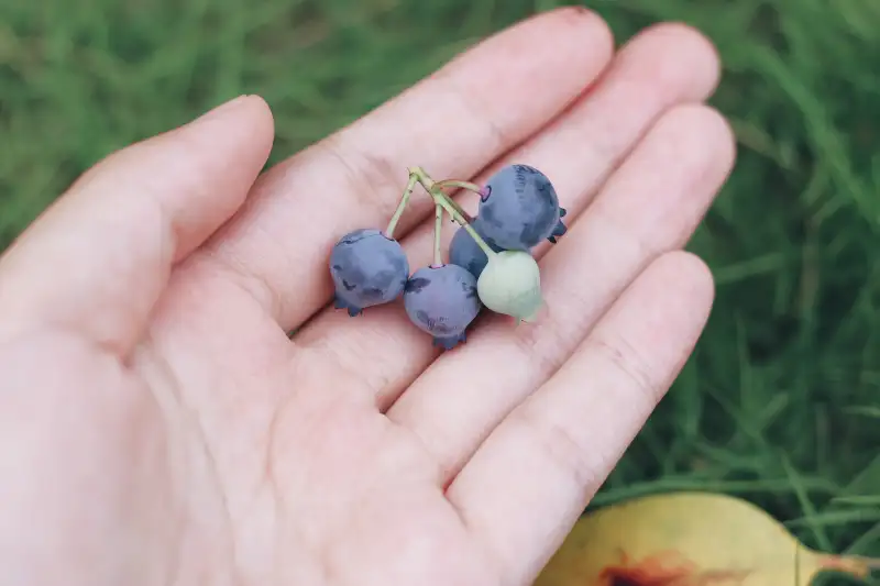 3C時代護眼必修課！營養師：枸杞比你想的更關鍵