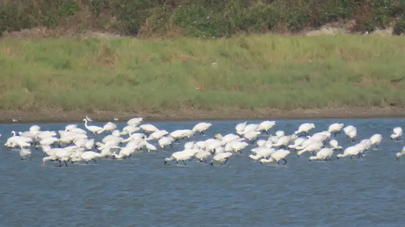 候鳥季來了！一起來嘉義賞鳥、玩生態！