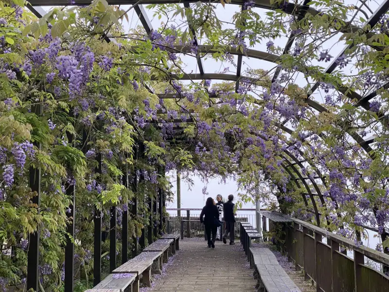 3月紫藤花季即將登場  邀民眾體驗山城慢旅