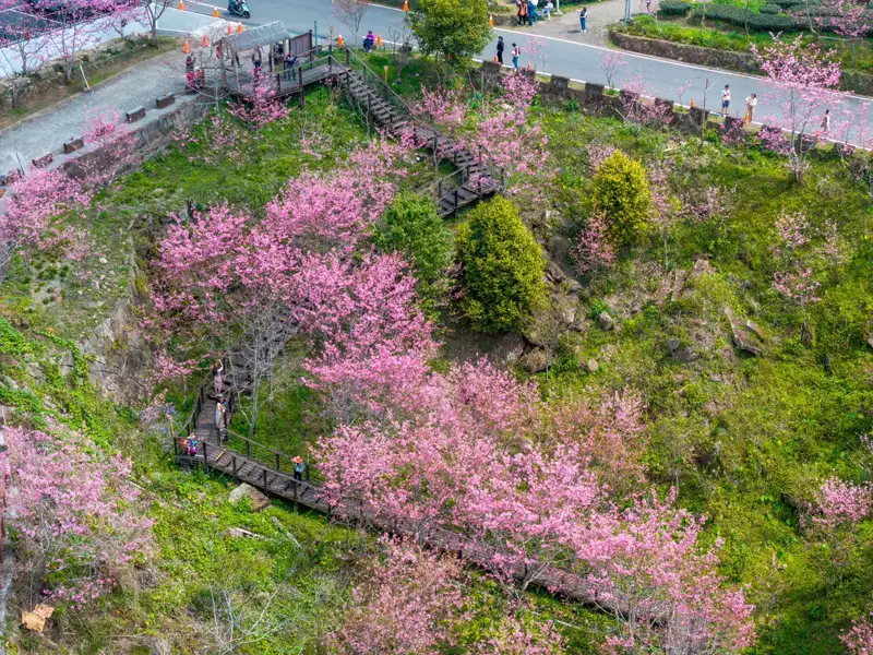 白天健行夜晚賞櫻  嘉義石棹打造春季山城慢旅行