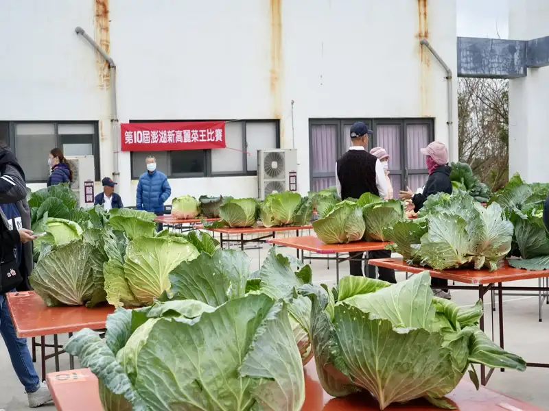 澎湖新高麗菜王競賽結果出爐　22.51台斤摘冠