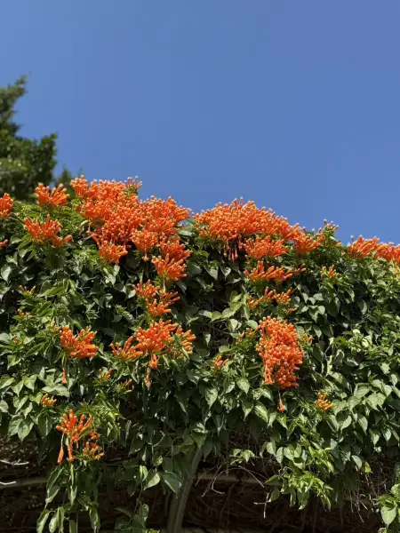 花博圓山迎春花海 炮仗花與梅花接力綻放