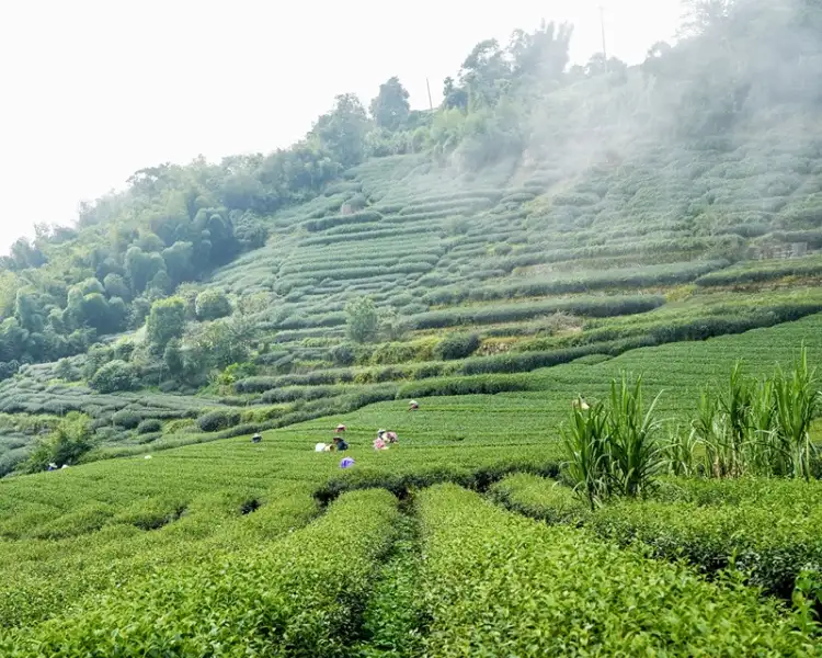 茶園稜線一路走到餐桌  嘉義二尖山藏著山友私房美食