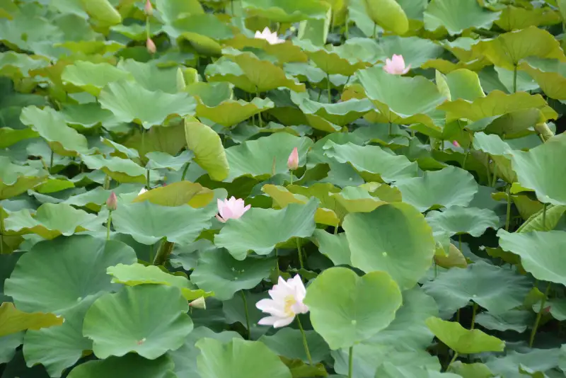 白河蓮花季今開幕區長董麗華廣邀賞蓮吃大餐