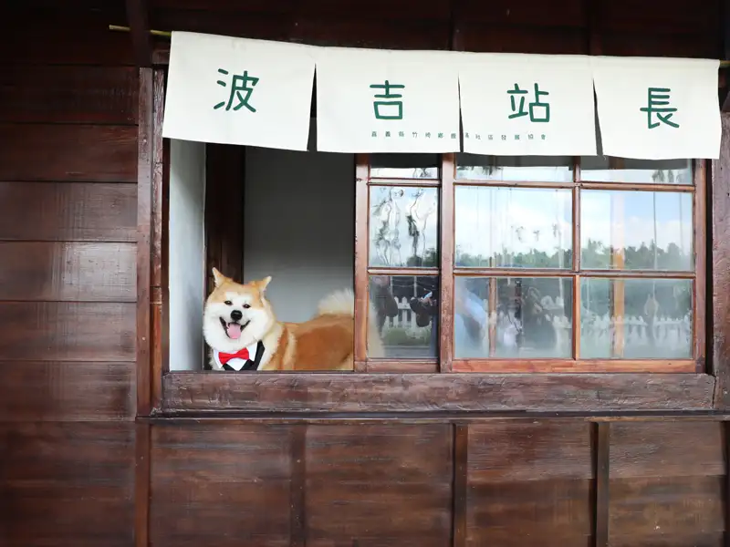 阿里山林鐵鹿麻產車站重新啟用  秋田犬「波吉」擔任實習站長