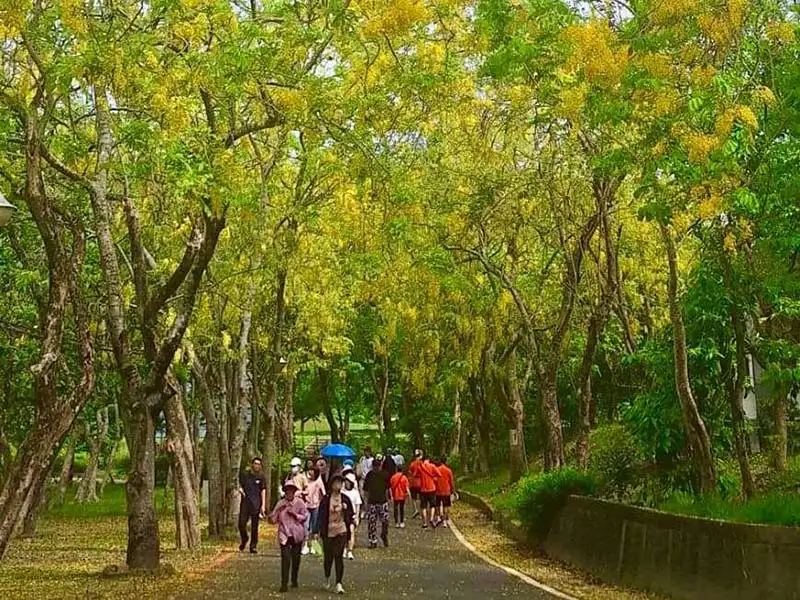 虎頭埤阿勃勒花季登場 搭配超慢跑活動迎黃金花雨饗宴