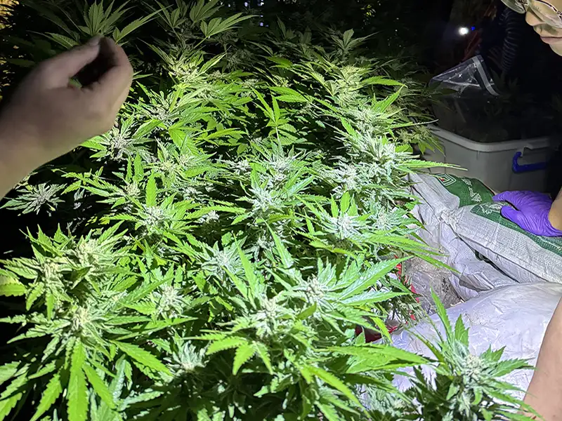 路檢建功  民雄警破獲大麻種植場