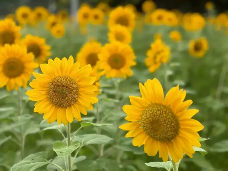 盛夏限定！台中中央公園向日葵花海盛開迎賓